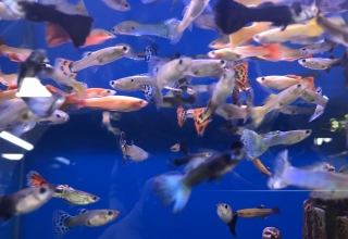 Foto van gekleurde vissen